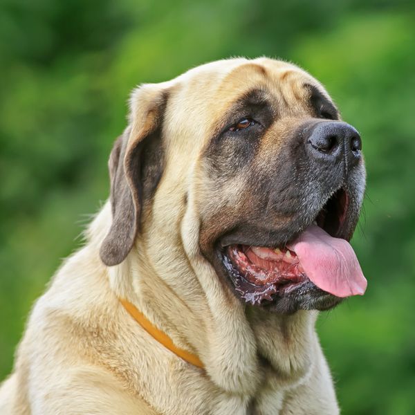 Mastiff