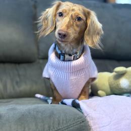 Bubbles - Dachshund