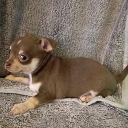 Boy 3 - Chocolate and tan male Chihuahua puppy in Meridian, Oklahoma from Crazy Love Kennels