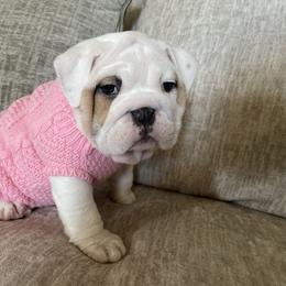 Bulldog and French Bulldog Puppies from The Georgia Bully Bunch
