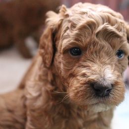 Australian Labradoodle Puppies from Serendipity Doodles