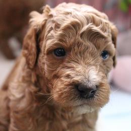 Australian Labradoodle Puppies from Serendipity Doodles