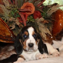 Maria - Black white and brown female Basset Hound puppy in Missouri from Clevenger Farms