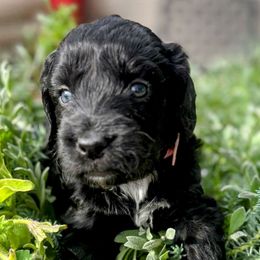 Pink collar - Black and white female Aussiedoodle puppy in Parma, Idaho from Arena Valley Acres