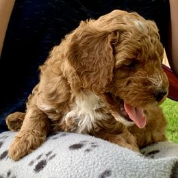 Goldendoodle Puppies from Fort Worth Goldendoodles