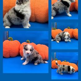 Blue Merle male - Blue merle male Border Collie puppy in Apple Valley, California from Flying S Ranch Border Collies