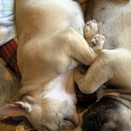 French Bulldog Puppies from Herell's French Bulldogs
