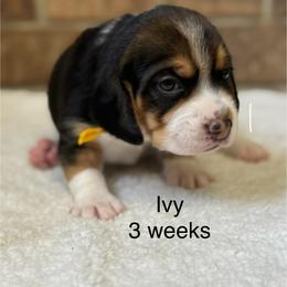 Ivy - Brown white and tan female Beagle puppy in Rogersville, Missouri from Hales Little Beagle Haven