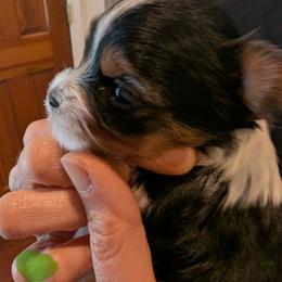 Light green girl - Black tan and white female Biewer Terrier puppy in Fruitport, Michigan from Nest of Wellbeing’s Biewers