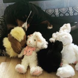 Bernese Mountain Dog Puppies from Lonesome Pine Farm