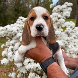 Baby Boy - Black tan and white male Beagle puppy in Monticello, Georgia from Beaglelove