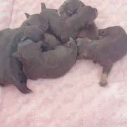 Miniature Schnauzer Puppies from Miniature Schnauzer Paradise llc