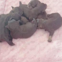 Miniature Schnauzer Puppies from Miniature Schnauzer Paradise llc