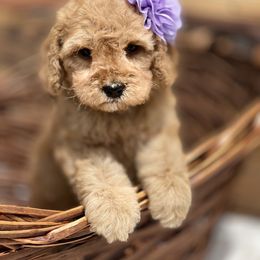 Goldendoodle Puppies from Parti Time Doods