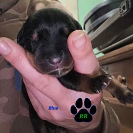 Blue - Black and mahogany male Rottweiler puppy in Tangent, Oregon from Raya's Royals