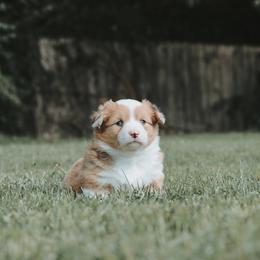 American Corgi and Pembroke Welsh Corgi Puppies from Witch Creek Corgis