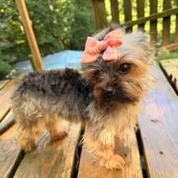 Rosie - Black and tan female Yorkshire Terrier puppy in Georgia from Nalley Kennels