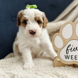 Penne- Green Collar - White female Bernedoodle puppy in Katy, Texas from Bluebonnet Bernedoodles of Southeast Texas