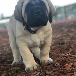 Mastiff Puppies from Majestic Mastiffs of Florida