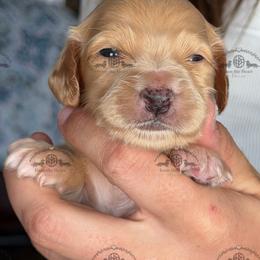 Mr. Blue-2200 - Red male Dachshund puppy in Ocala/Gainesville, Florida from From the Heart Doxies