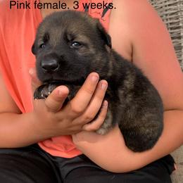 S litter - Black female German Shepherd puppy in Effingham County, Illinois from Delaney Working Dogs