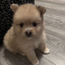 Pomeranian puppies from Wickedly Cute Puppies