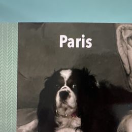 Paris - Cavalier King Charles Spaniel