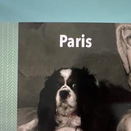 Paris - Cavalier King Charles Spaniel