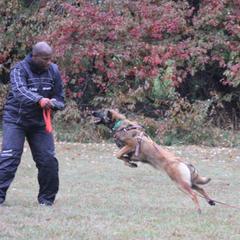 Belgian Tervuren Puppies from EnHommage Belgian Shepherds
