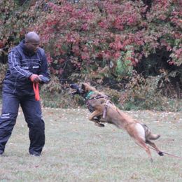 Belgian Tervuren Puppies from EnHommage Belgian Shepherds