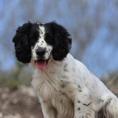 Lance - English Cocker Spaniel