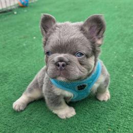 Briggs - Tricolors male French Bulldog puppy in Nashville, Tennessee from PrestigiousK9