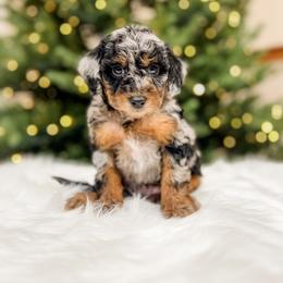 Aussiedoodle and Bernedoodle Puppies from Steindoodles