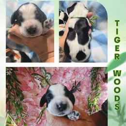 Tiger Woods - Black and white male English Springer Spaniel puppy in Saginaw, Michigan from Kemerer Springers