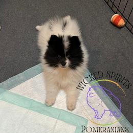 AKC FLASH - Black parti male Pomeranian puppy in Watkins Glen, New York from Wicked Spirits Pomeranians