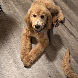 Scout - Yellow and white male Bernedoodle puppy in Yarnell, Arizona from Boulder Mountain Doodles