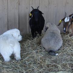 Australian Cattle Dog Puppies from Painted Canvas Farm