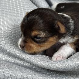 Dixie - Chocolate, tan and white female Yorkshire Terrier puppy in Essexville, Michigan from John's Yorkshire Terriers