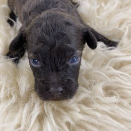 Chocolate male toy with Phantom markings - Brown male Poodle puppy in Niota, Tennessee from Furbaby Blessing AKC Toy Poodles
