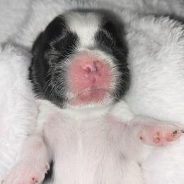 Cosmo - Blue and white male Shih Tzu puppy in Arcadia, Florida from Kitsune Cuddles and kisses