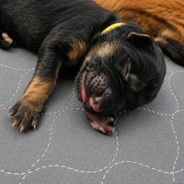 Everleigh - Black and red female German Shepherd puppy in Big Rapids, Michigan from Misty Hills German Shepherds
