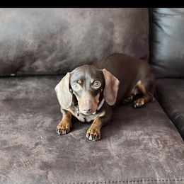 Farrah - Dachshund