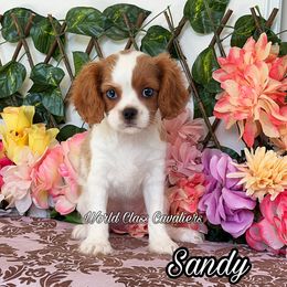 Sandy - Blenheim female Cavalier King Charles Spaniel puppy in Hollywood, Florida from World Class Cavaliers