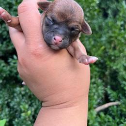 Cupid - Chocolate sabled fawn male Chihuahua puppy in Delaplane, Virginia from CMW Interstellar Kennel