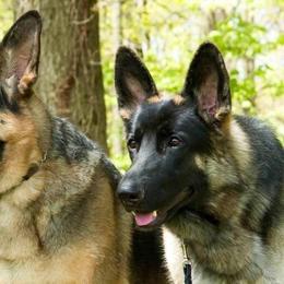 "Stella and Lucy " German Shepherd All Grown Up from Karen Nelson's German Shepherds