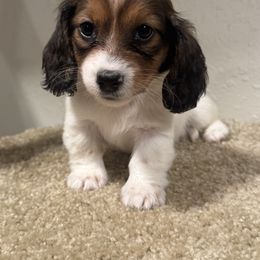Dachshund and Pembroke Welsh Corgi Puppies from Three K Miniature Dachshunds