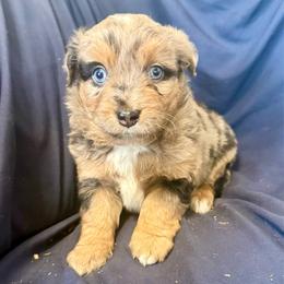 Bentley - Blue merle male Toy Australian Shepherd puppy in Medical Lake, Washington from MAS Gone Rogue