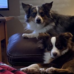 Toy Australian Shepherds from Grace Baker