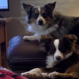 Toy Australian Shepherds from Grace Baker