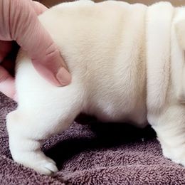 French Bulldog Puppies from BigStar French Bulldogs